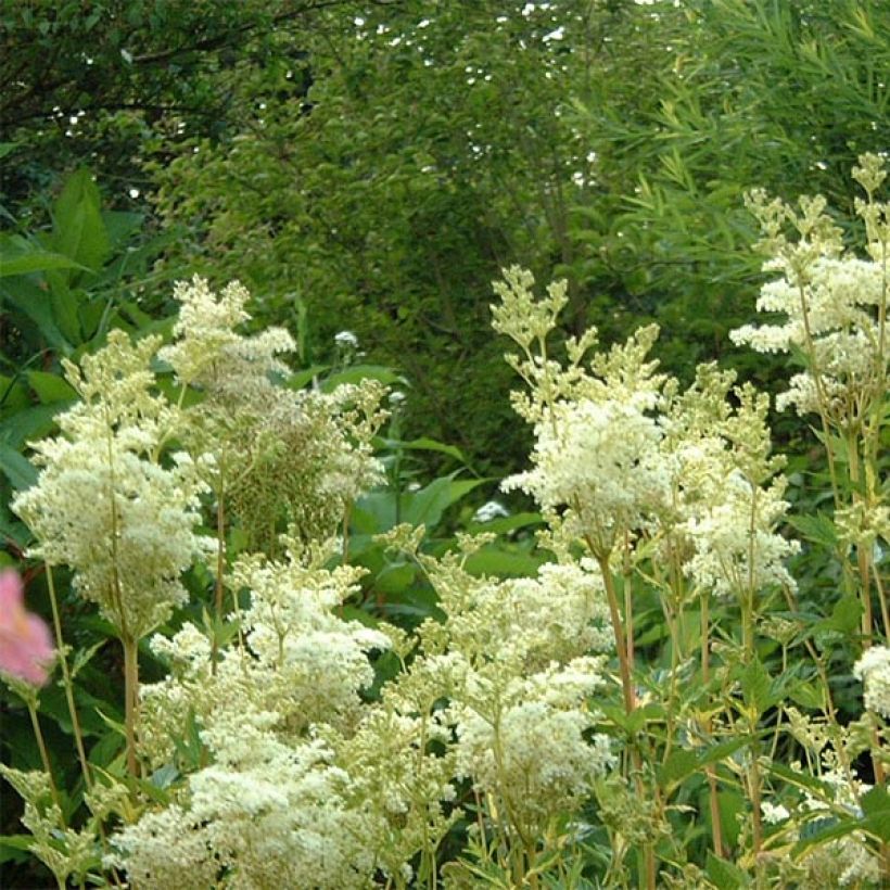 Echtes Mädesüß Variegata - Filipendula ulmaria (Blüte)