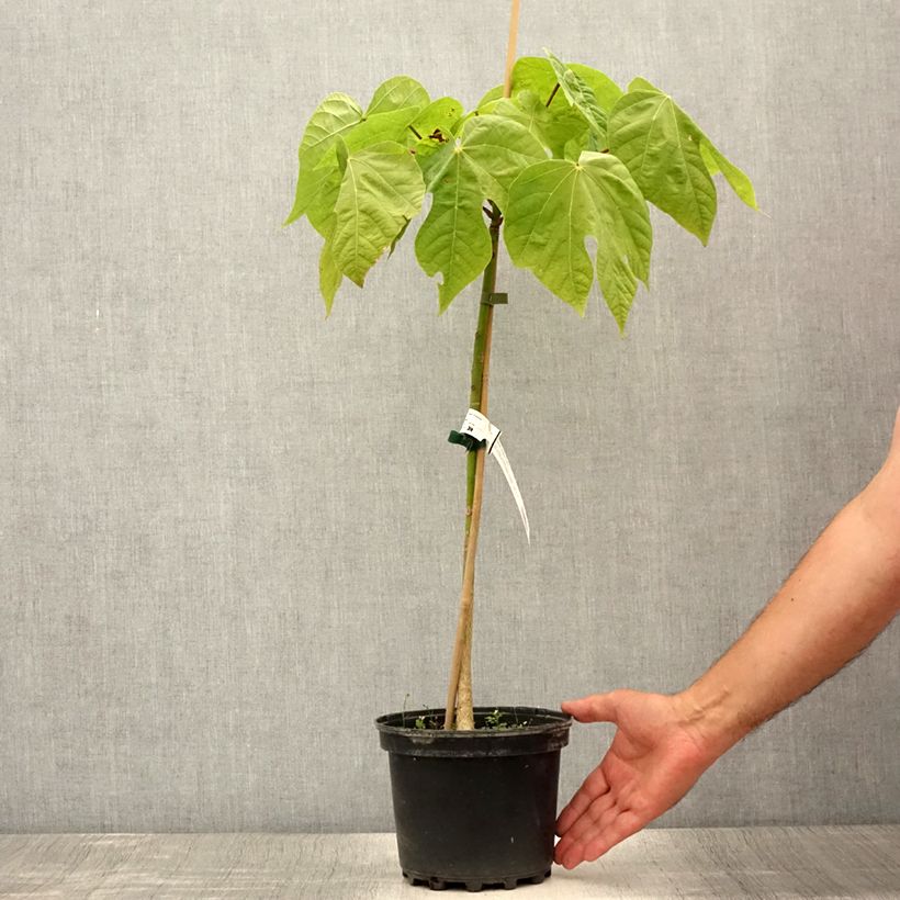 Exemplar von Firmiana simplex - Parasol chinois, Sterculier à feuilles de platane - Pot de 3L/4L wie im Sommer geliefert