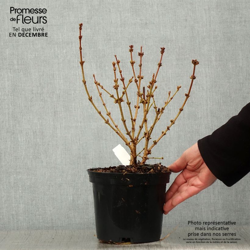 Exemplar von Forsythia intermedia Golden Times - Mimosa de Paris Pot de 3L/4L wie im Herbst geliefert