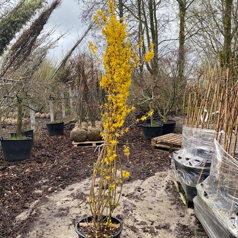 Exemplar von Goldglöckchen Week-end - Forsythie Topf mit 50L/55LGelieferte Höhe ca. 200/270cm wie im Frühjahr geliefert