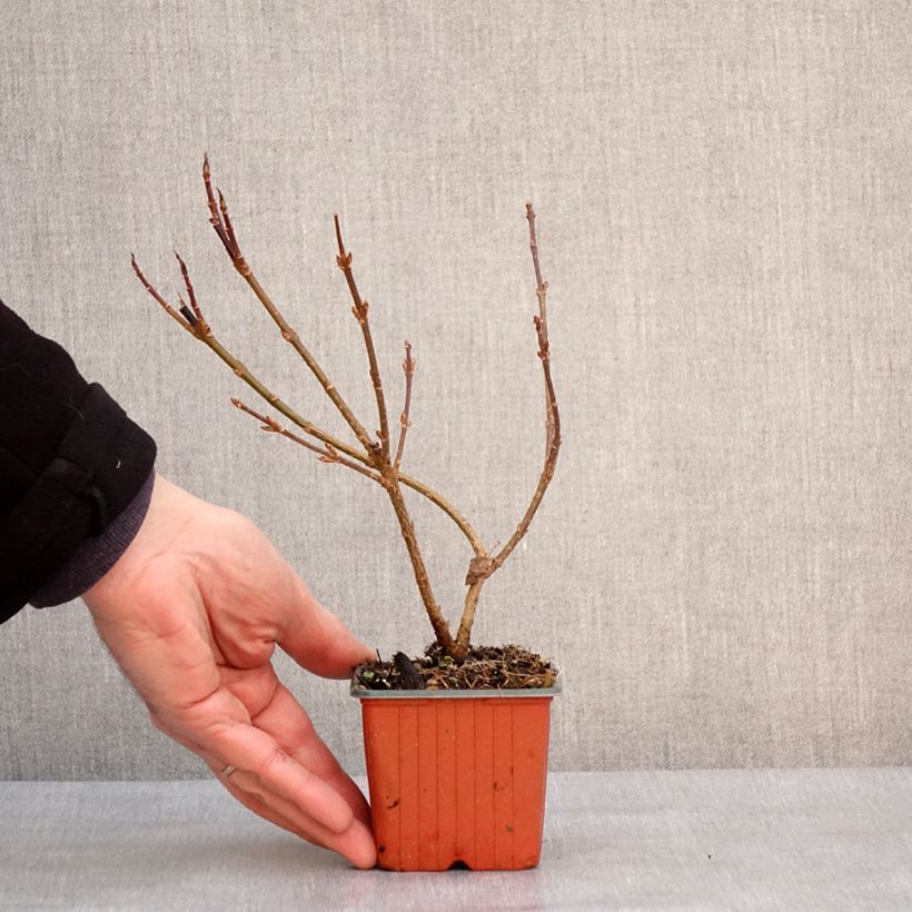 Exemplar von Goldglöckchen Goldzauber - Forsythie Kleine Töpfe von 8/9 cm wie im Winter geliefert