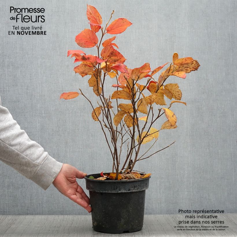 Exemplar von Fothergilla gardenii Suzanne - Pot de 4L/5L wie im Herbst geliefert