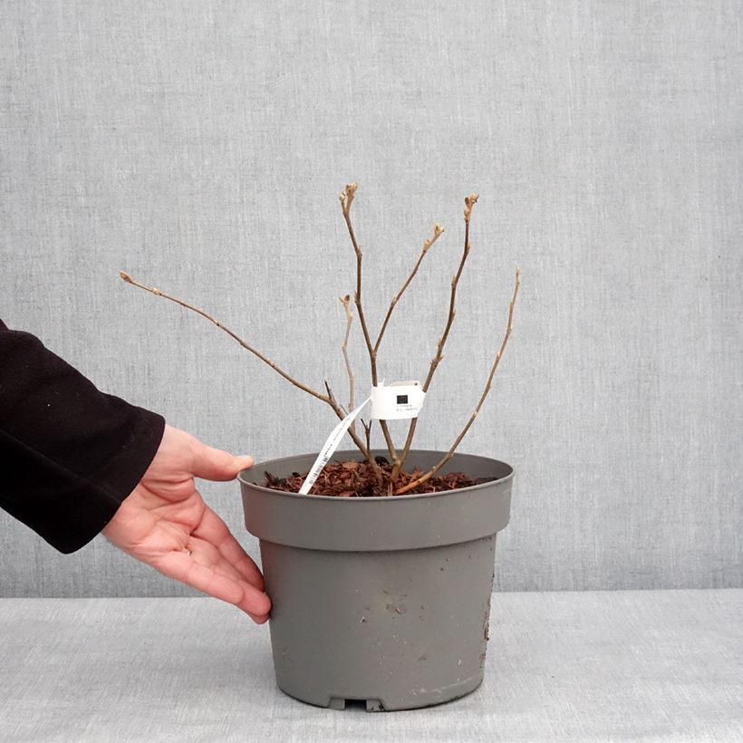 Exemplar von Federbuschstrauch Suzanne - Fothergilla gardenii Topf mit 4L/5LGelieferte Höhe ca. 30/40cm wie im Winter geliefert