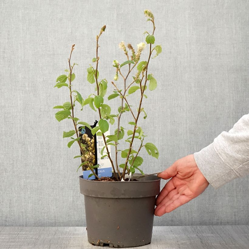 Exemplar von Fothergilla gardenii Suzanne - Pot de 4L/5L wie im Frühjahr geliefert