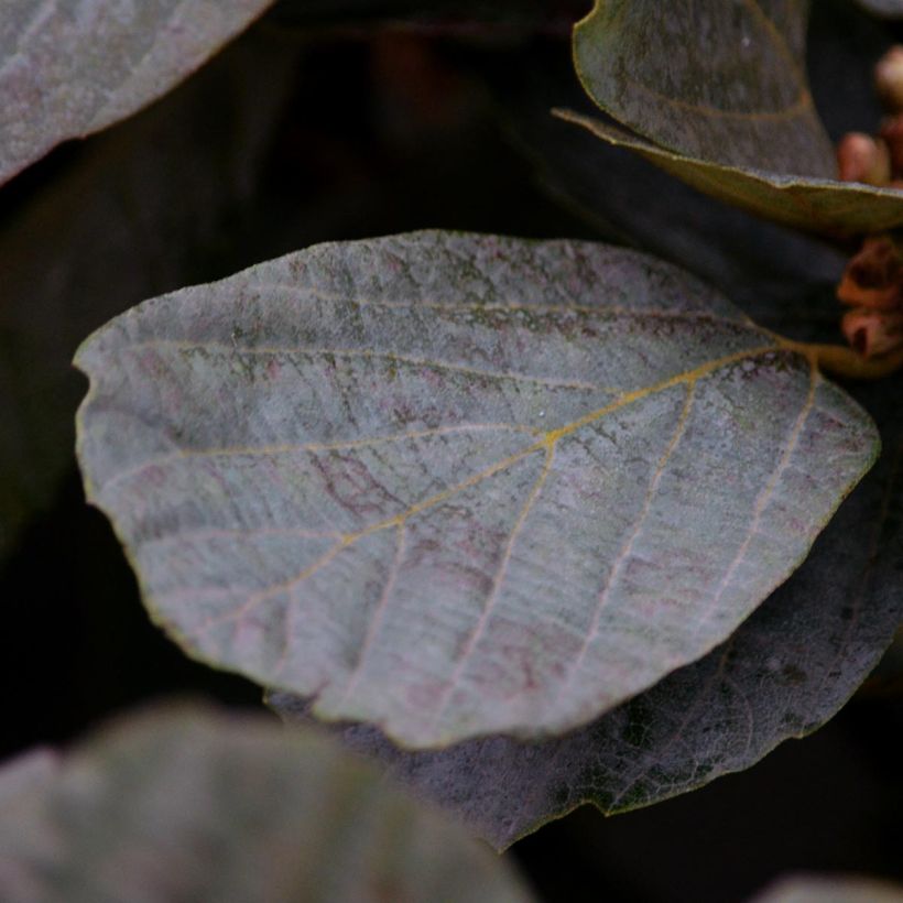 Federbuschstrauch Blue Shadow - Fothergilla intermedia (Laub)