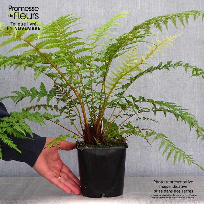 Exemplar von Fougère arborescente - Dicksonia antarctica - Pot de 2L/3L wie im Herbst geliefert