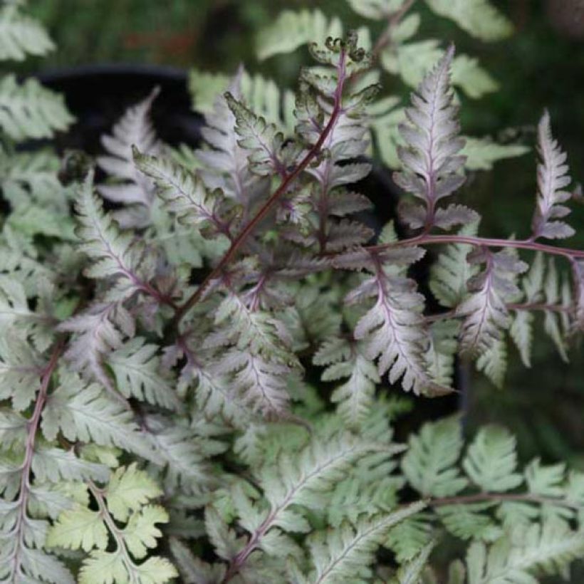 Athyrium niponicum var. pictum - Regenbogenfarn (Laub)