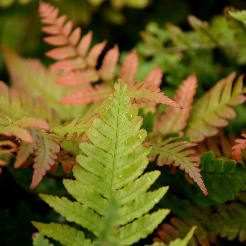 Dryopteris erythrosora - Wurmfarn (Laub)