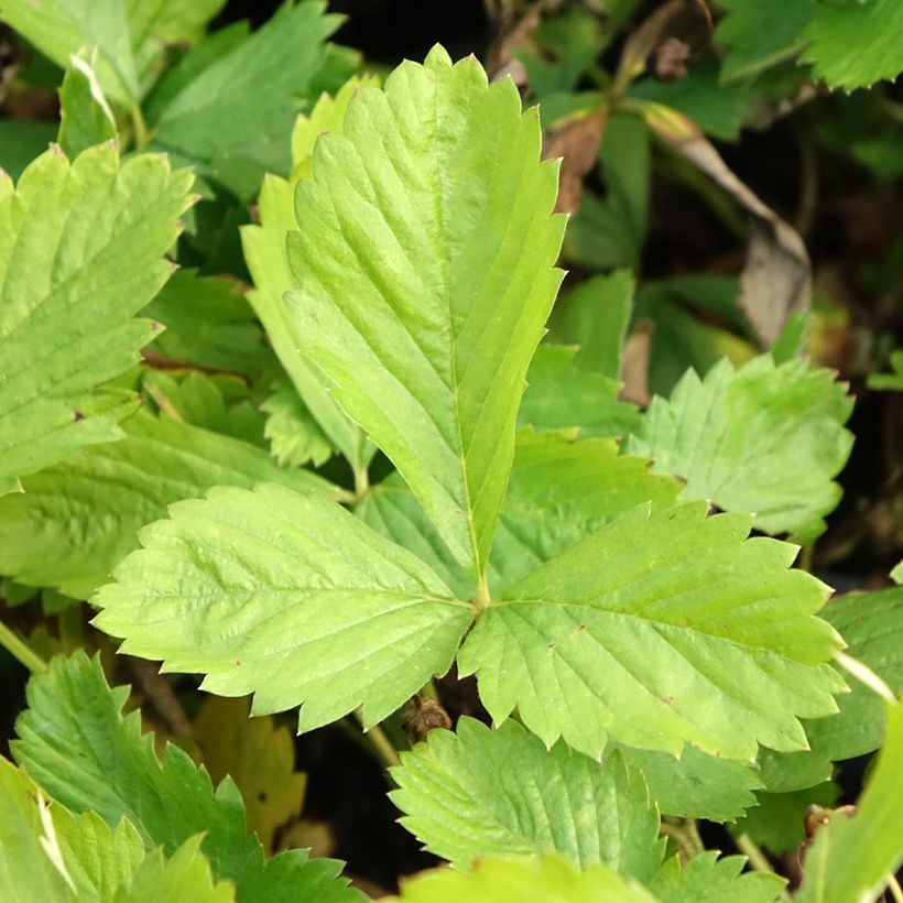 Fragaria alpina Yellow Wonder - Bergerdbeere (Laub)