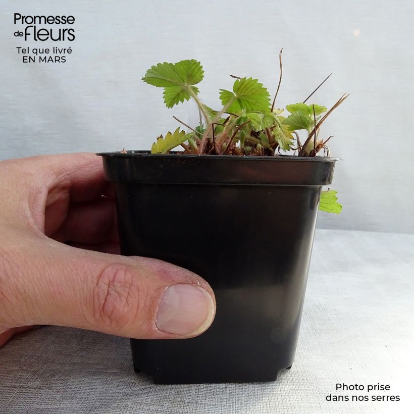 Exemplar von Fragaria vesca Alexandria - fraisier des bois Godet de 9cm wie im Winter geliefert