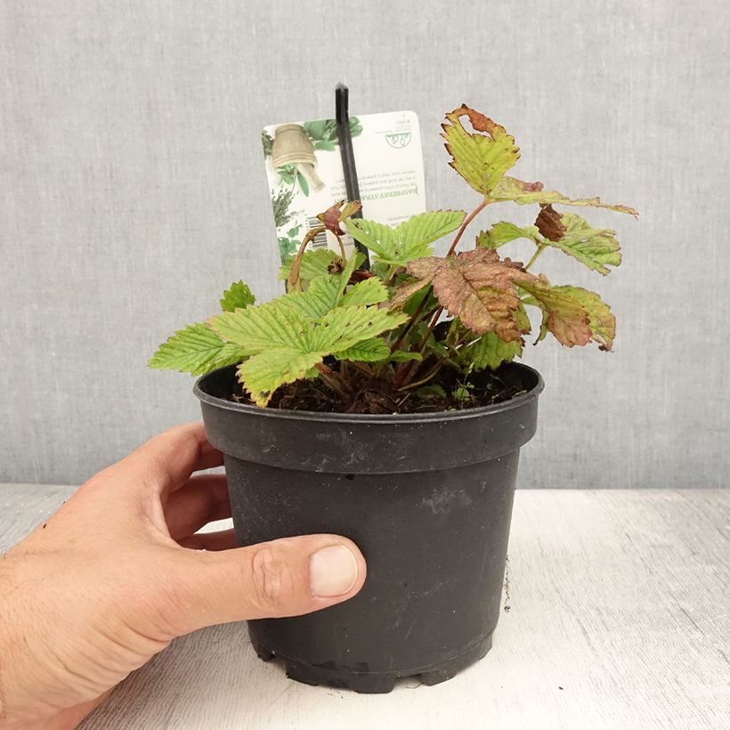 Exemplar von Fraisier Capron - Fragaria moschata Pot de 1,5L/2L wie im Sommer geliefert