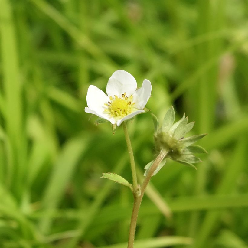 Erdbeere Charlotte (Blüte)