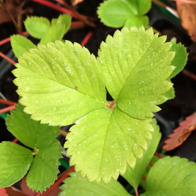 Erdbeere Ciflorette (Laub)