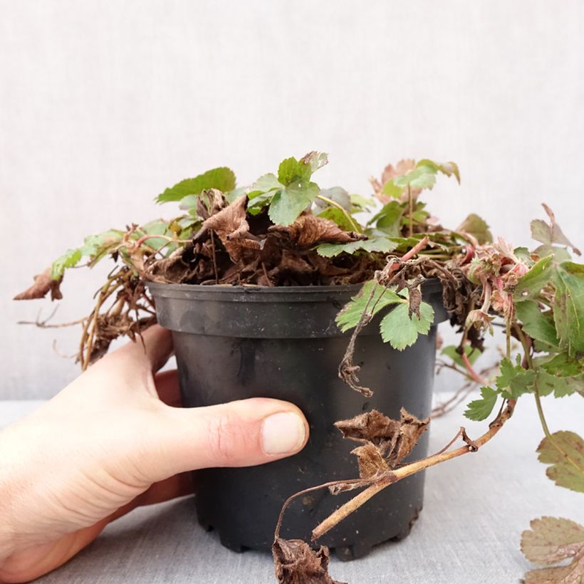 Exemplar von Waldsteinia ternata - Waldsteinia Topf mit 2L/3L wie im Winter geliefert