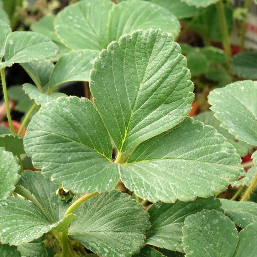 Erdbeere White Pineberry (Laub)