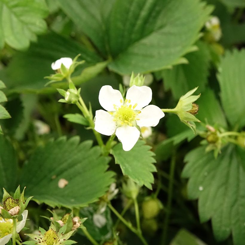 Erdbeere White Pineberry (Blüte)