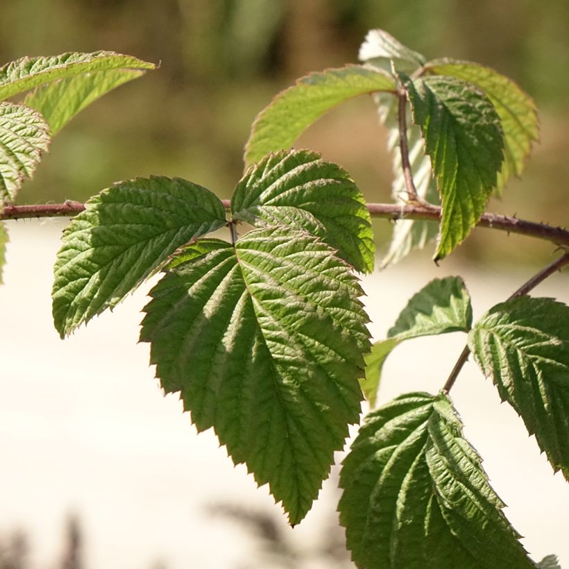 Himbeere Glen Ample (Laub)