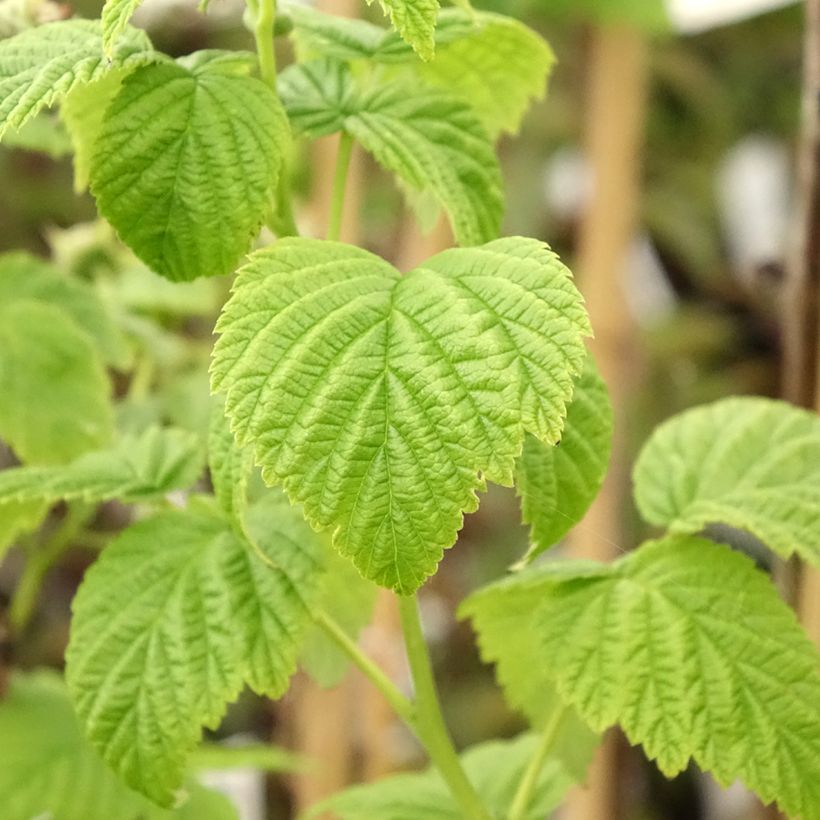 Zwerghimbeere Lowberry Goodasgold (Laub)