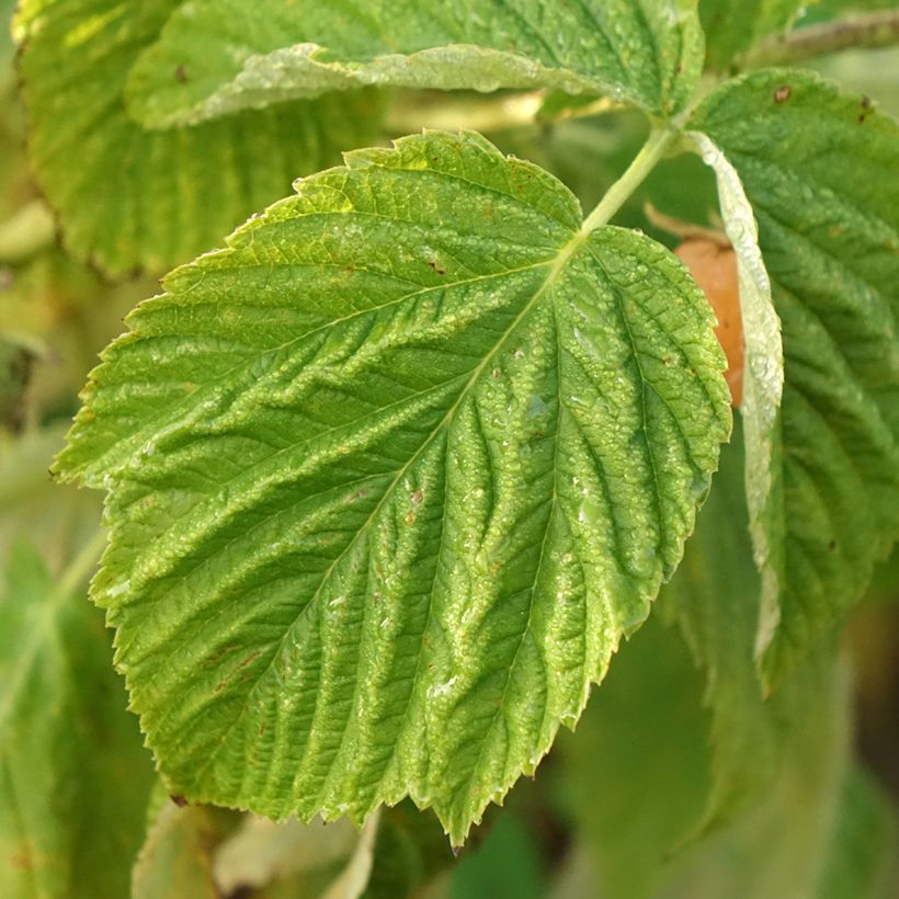 Zwerghimbeere Lowberry Little Orangelina (Laub)