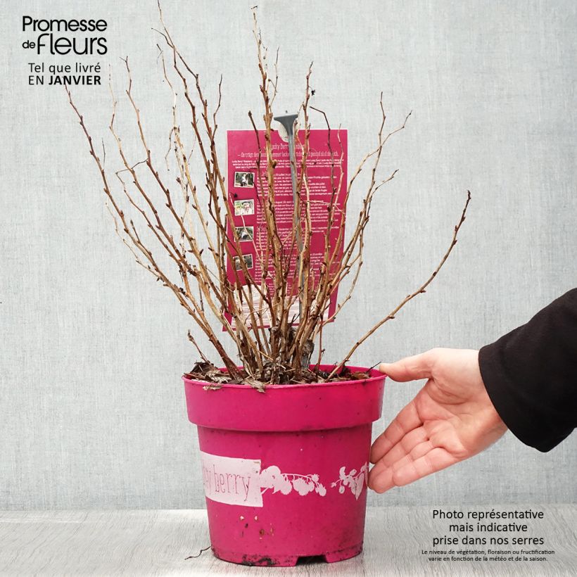 Exemplar von Framboisier nain remontant Lucky Berry - Rubus idaeus - Pot de 4L/5L wie im Winter geliefert