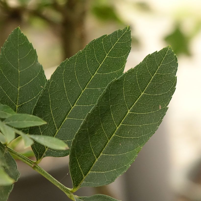 Gemeine Esche Abiona - Fraxinus excelsior (Laub)