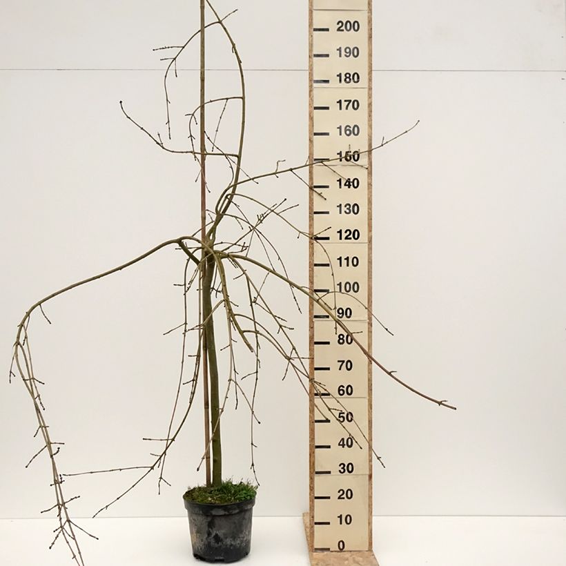 Exemplar von Gemeine Esche Heterophylla Pendula - Fraxinus excelsior Topf mit 7,5L/10LGelieferte Höhe ca. 225/+cm wie im Winter geliefert