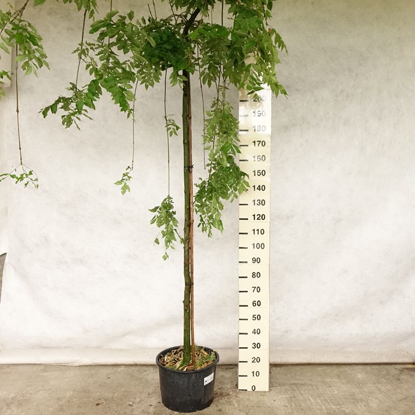 Exemplar von Gemeine Esche Pendula - Fraxinus excelsior Topf mit 30L/35LGelieferte Höhe ca. 250cm wie im Sommer geliefert