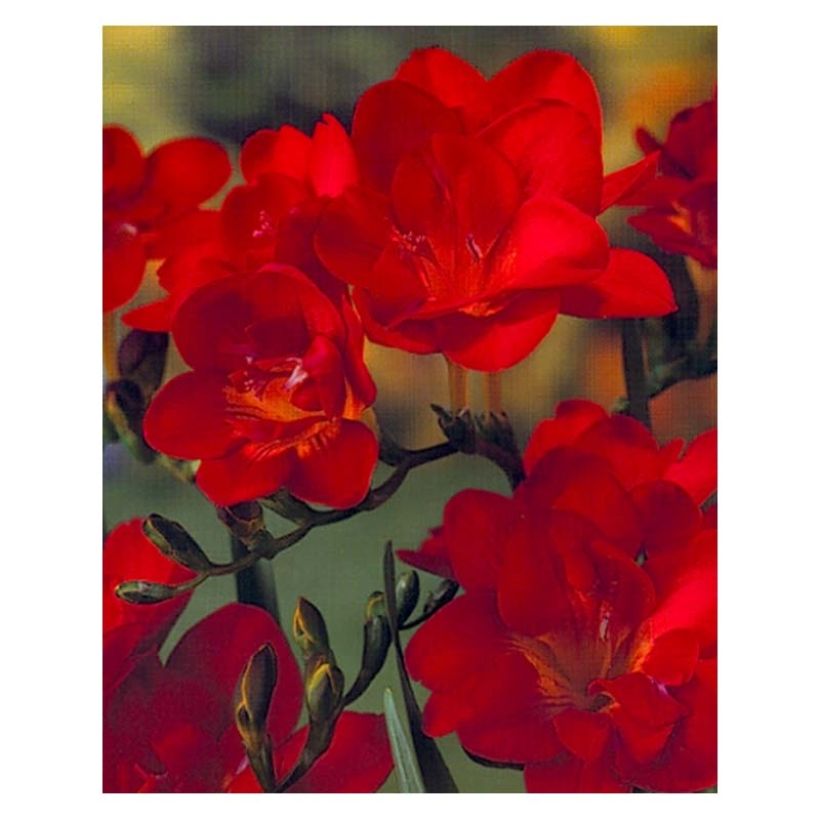 Freesia Double Red (Blüte)