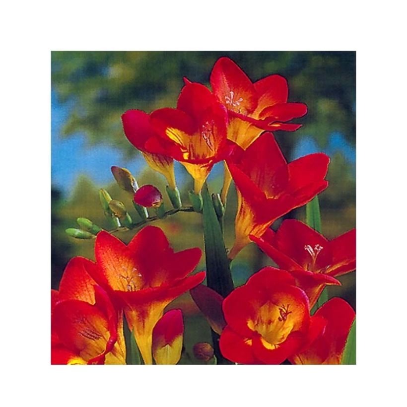 Freesia Simple Red (Blüte)