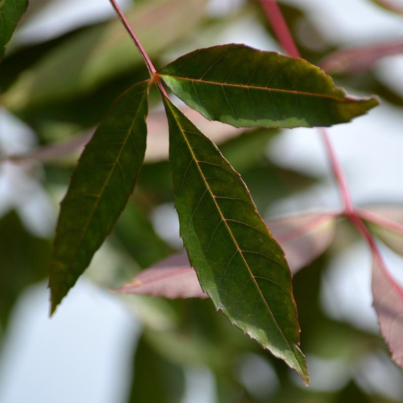 Schmalblättrige Esche Raywood - Fraxinus angustifolia (Laub)