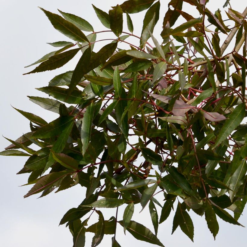 Beispiel eines Exemplars von Frêne - Fraxinus angustifolia Raywood Pot de 30L/35L wie geliefert