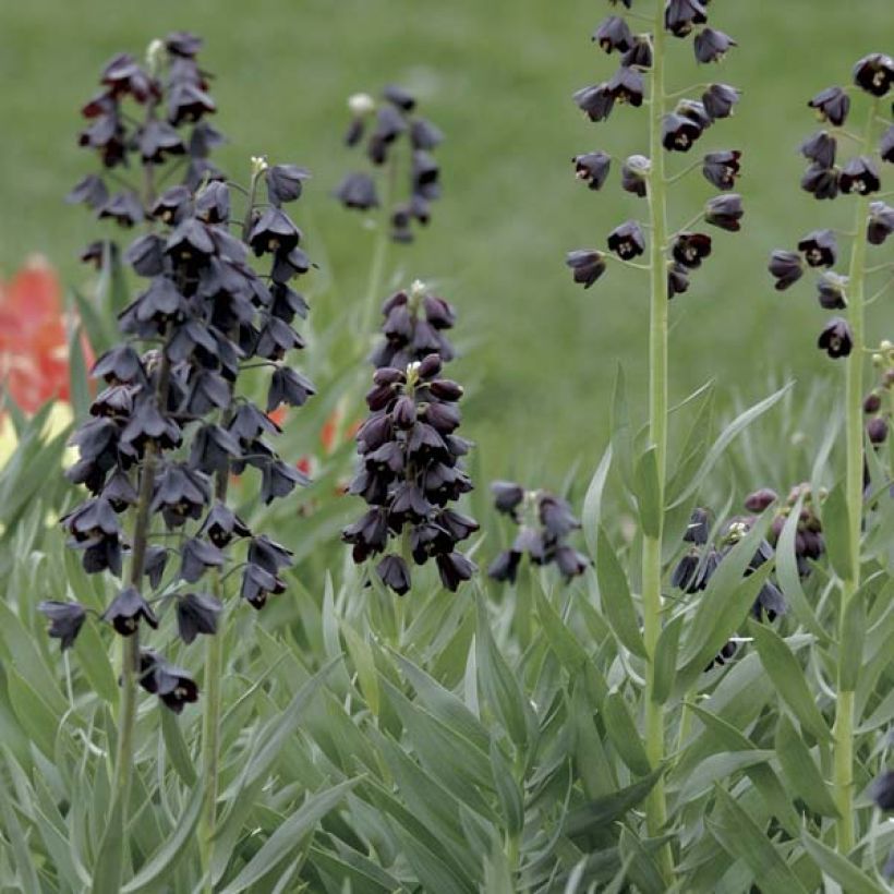 Persische Kaiserkrone Adiyaman - Fritillaria persica (Hafen)