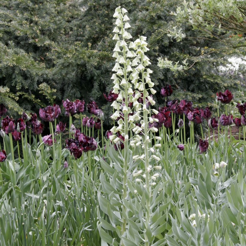 Beispiel eines Exemplars von Fritillaria persica Ivory Bells - Fritillaire de Perse Bulbe wie geliefert