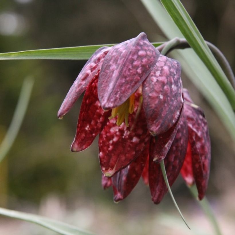 Fritillaria meleagris - Schachblume (Blüte)