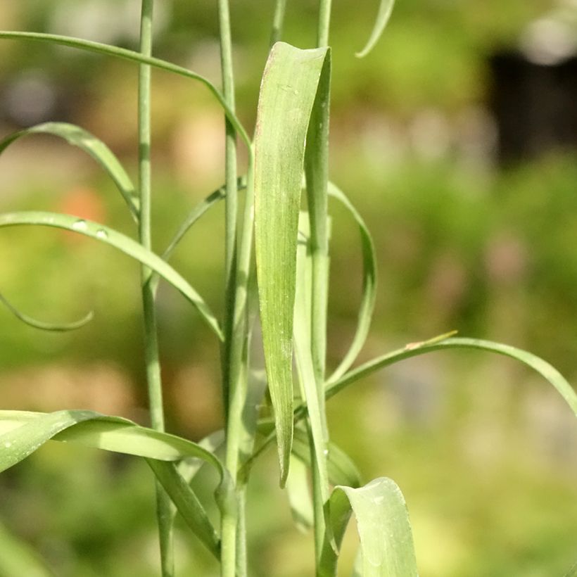 Fritillaria meleagris - Schachblume (Laub)