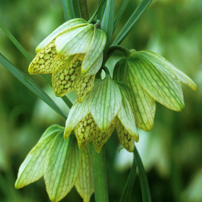 Fritillaria thunbergii (Blüte)