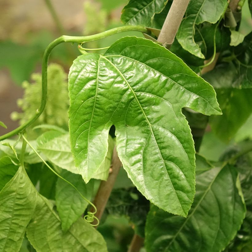 Maracuja - Passiflora edulis (Laub)