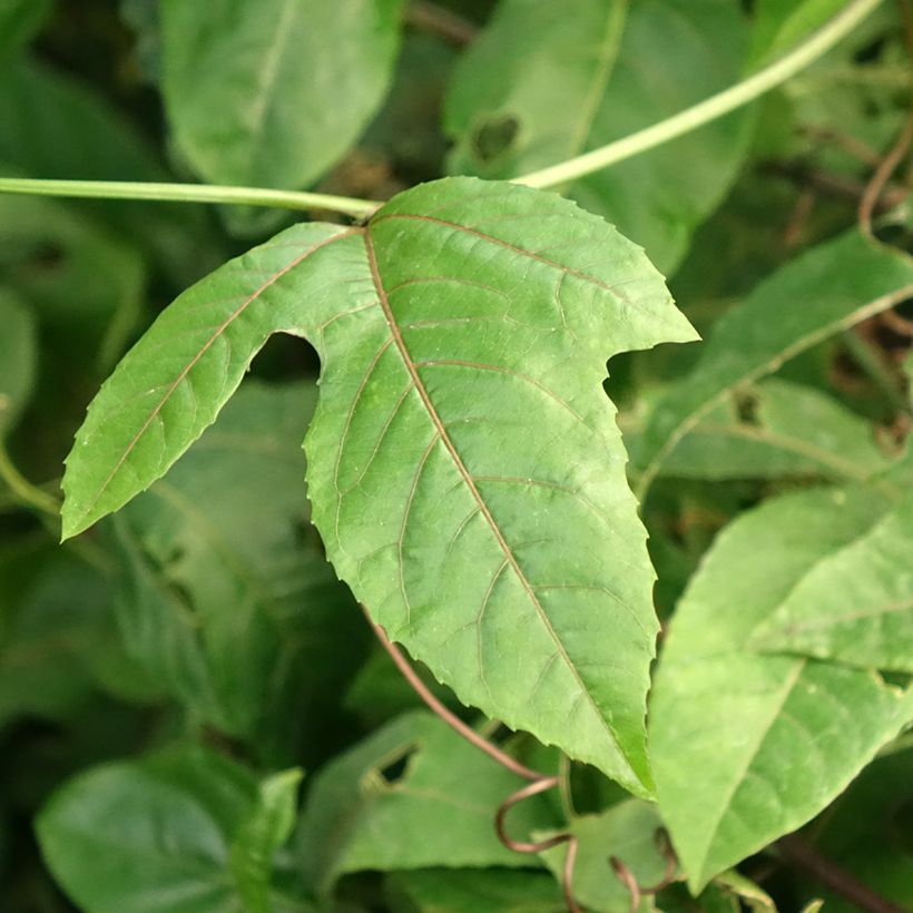 Passionsblume - Passiflora edulis f. flavicarpa (Laub)