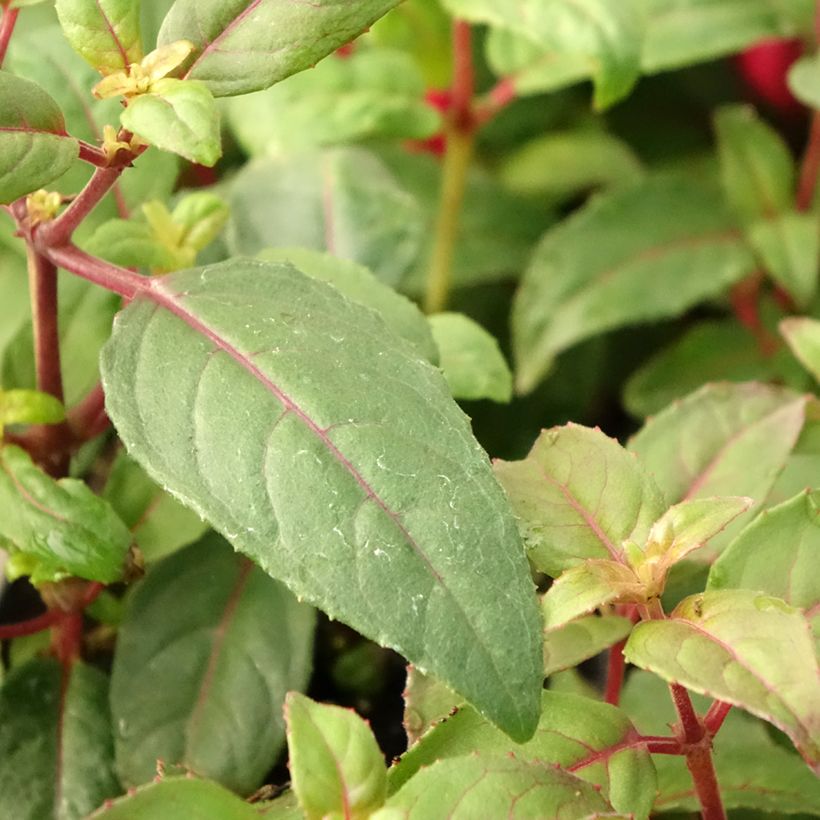 Fuchsia Bernadette (Laub)