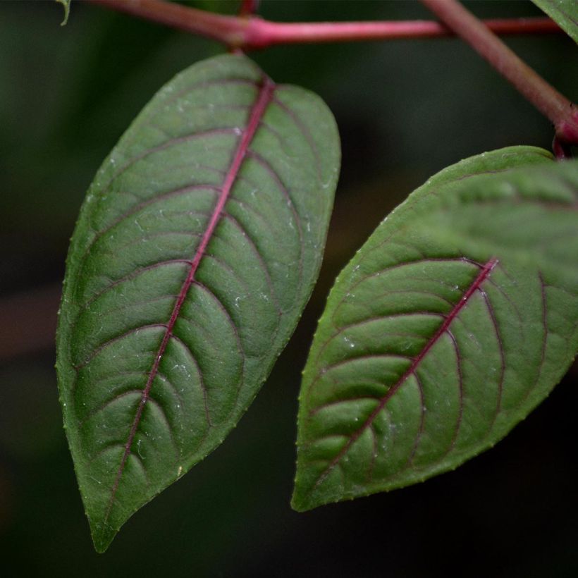 Fuchsia Lady Boothby (Laub)