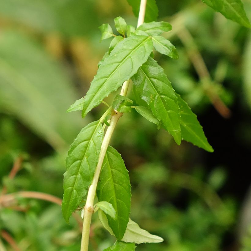 Fuchsia magellanica Arauco - Scharlach-Fuchsie (Laub)