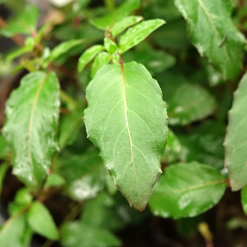 Fuchsia magellanica Riccartonii - Scharlach-Fuchsie (Laub)