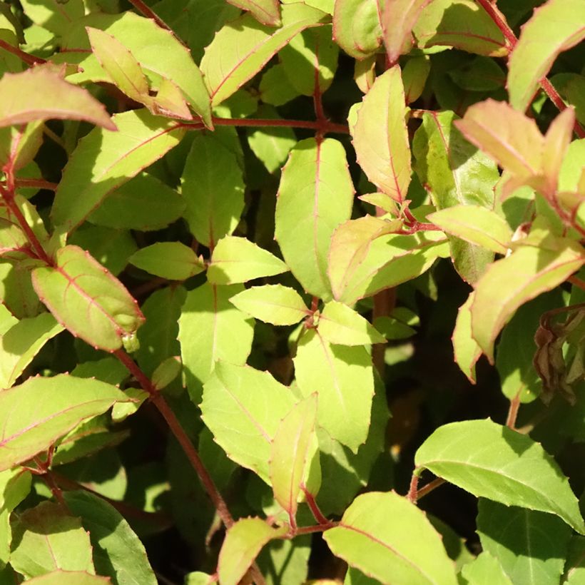 Fuchsia magellanica var. gracilis - Scharlach-Fuchsie (Laub)