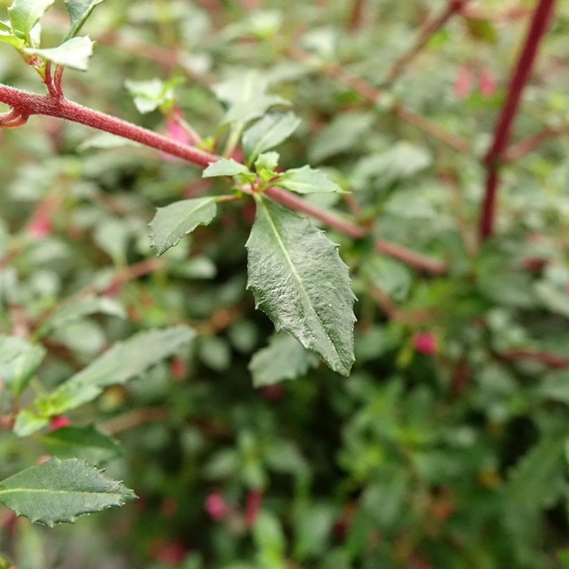 Fuchsia microphylla subsp. microphylla (Laub)