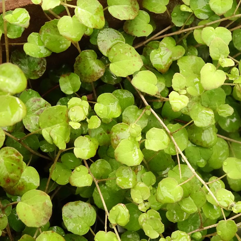 Fuchsia procumbens (Laub)