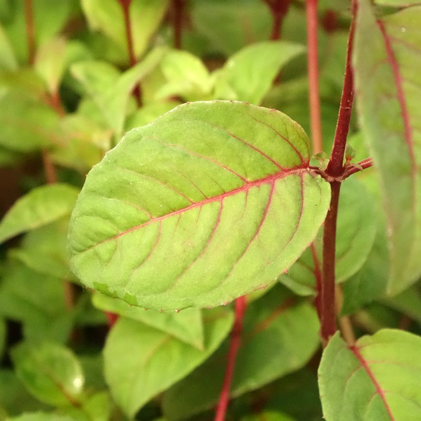 Fuchsia Douce France (Laub)