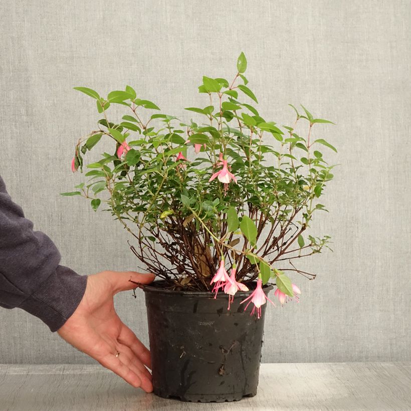 Exemplar von Fuchsia rustique Lady Thumb Pot de 2L/3L wie im Herbst geliefert