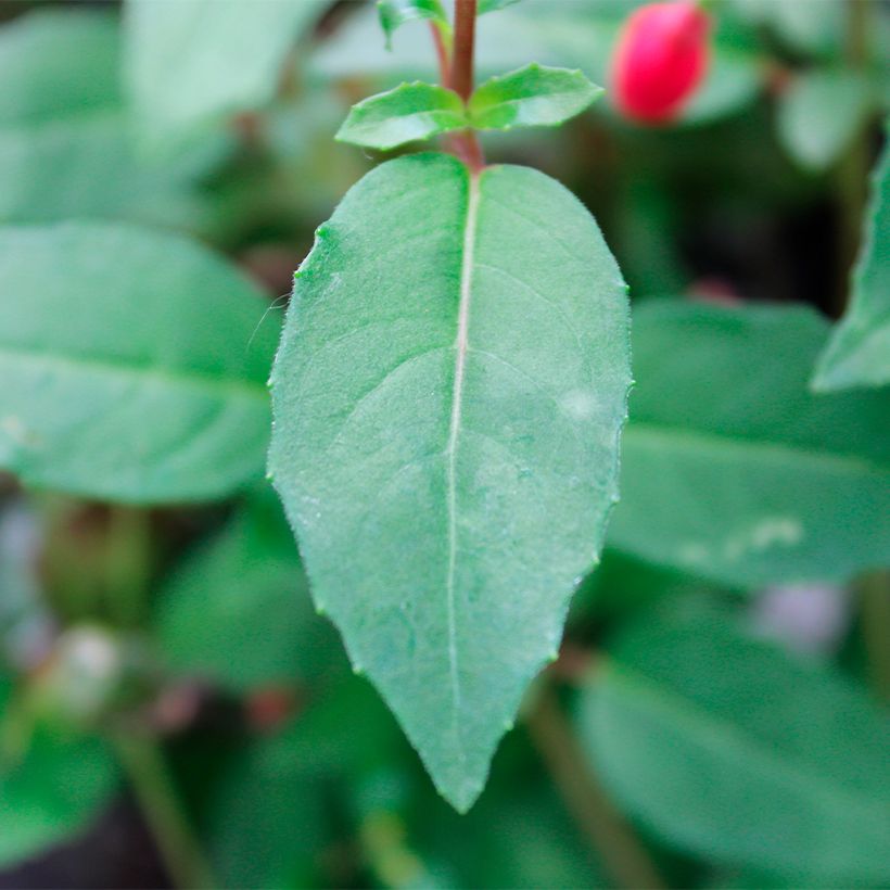 Fuchsia Lady Thumb (Laub)