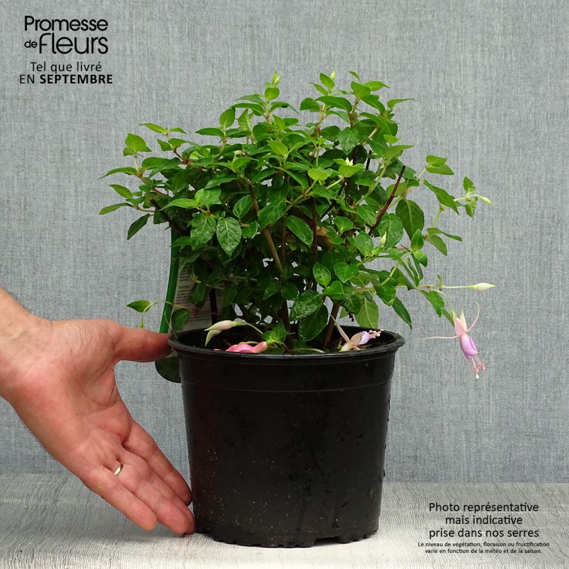 Exemplar von Fuchsia rustique Margaret Pot de 2L/3L wie im Herbst geliefert