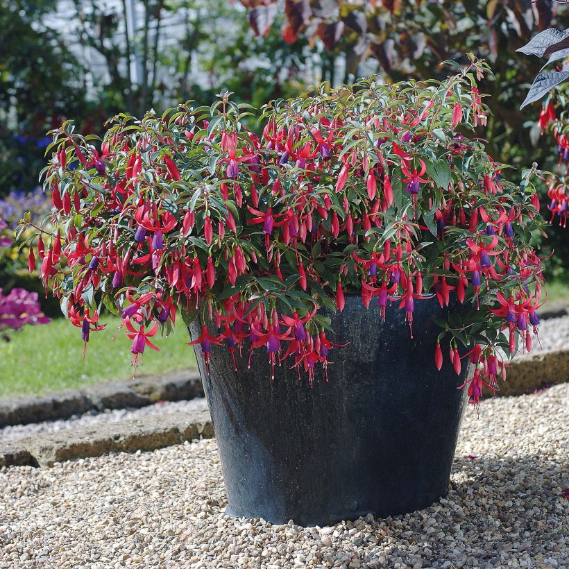 Fuchsia Sundancer (Blüte)